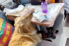 2023-08-17-1324_Gode_1-Hund_Emily-People_Anna-Hessler-Labansen