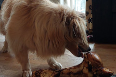 2023-09-25-1615_Gode_1-Hund_Emily
