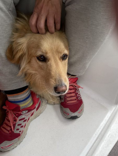 2023-09-08-1354_Gode_1-Hund_Emily