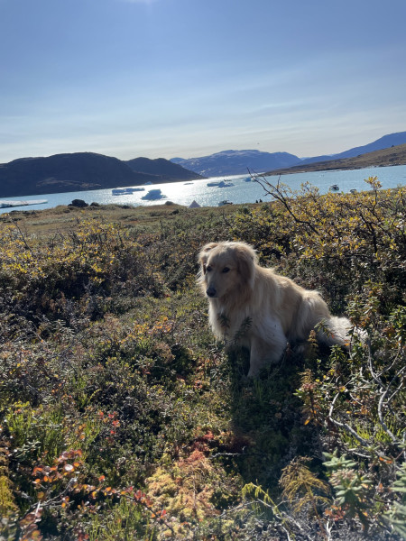 2023-09-09-1133_Gode_1-Hund_Emily