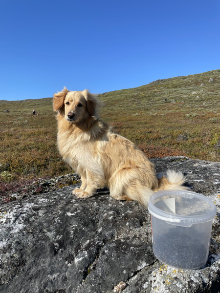 2023-09-09-1152_Gode_1-Hund_Emily