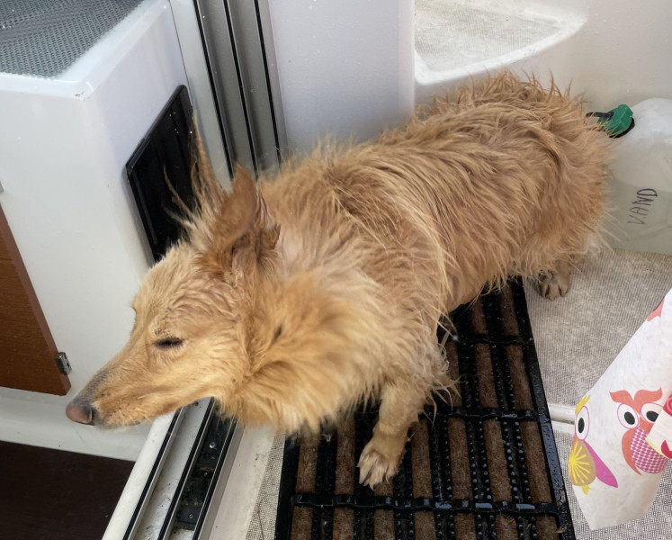 2023-09-09-1245_Gode_1-Hund_Emily