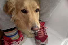 2023-09-08-1354_Gode_1-Hund_Emily