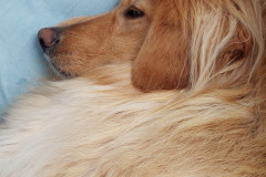 2023-09-08-1736_Gode_1-Hund_Emily