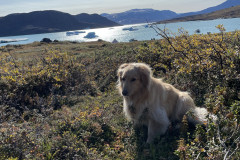 2023-09-09-1133_Gode_1-Hund_Emily