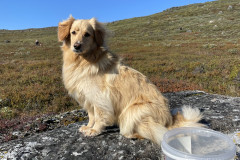 2023-09-09-1152_Gode_1-Hund_Emily