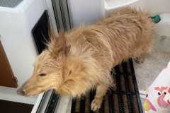 2023-09-09-1245_Gode_1-Hund_Emily