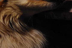 2023-09-09-2231_Gode_1-Hund_Emily