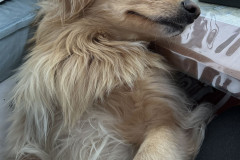 2023-10-21-1747_Gode_1-Hund_Emily