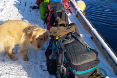 2023-10-22-1248_Gode_1-Hund_Emily