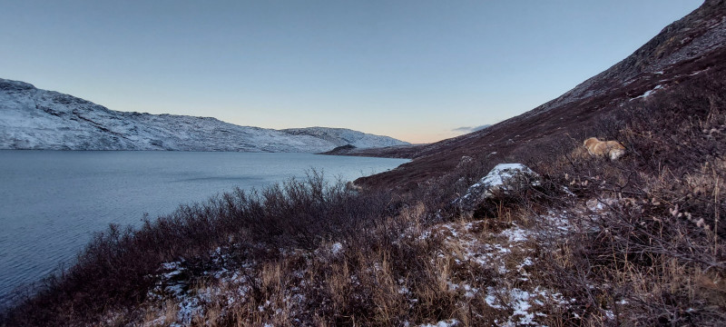 2023-10-28-0920_Gode_1-Hund_Emily