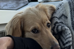 2023-10-28-0948_Gode_1-Hund_Emily