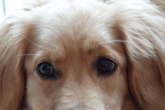 2023-10-02-1821_Gode_1-Hund_Emily