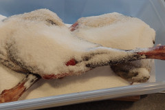 2023-10-08-1223_Gode_1-Mad_Rensdyrkoed