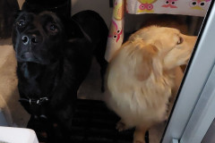2023-10-13-2124_Gode_1-Hund_Alma-Hund_Emily