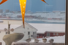 2023-12-22-1348_Fugl_Spurv-Genstand_Julestjerne-Gode_1