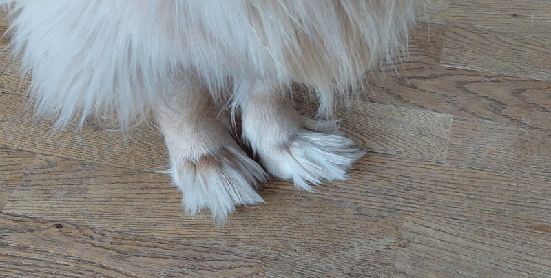 2024-01-27-1424_Gode_1-Hund_Emily