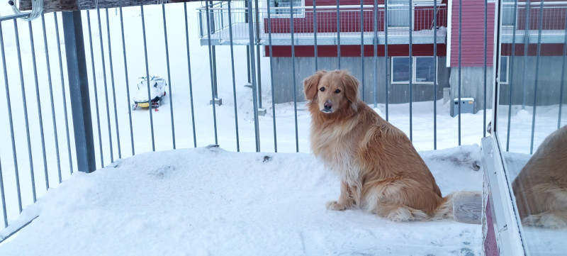 2024-02-10-1017_Gode_1-Hund_Emily