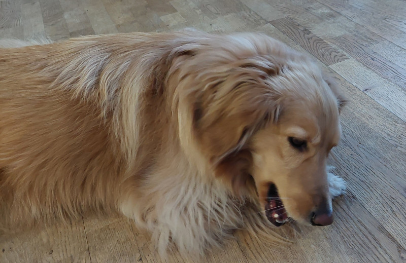 2024-02-17-0940_Gode_1-Hund_Emily