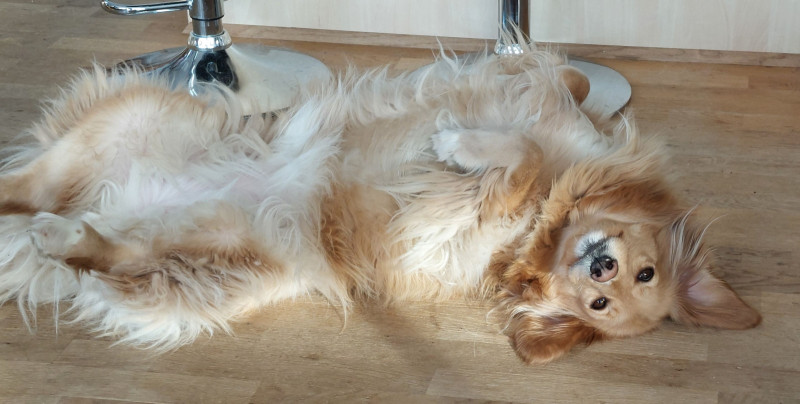 2024-02-17-1307_Gode_1-Hund_Emily