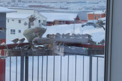 2024-02-02-1548_Fugl_Spurv-Gode_1