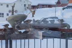 2024-02-02-1548_Fugl_Spurv-Gode_1_2