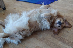 2024-02-02-1647_Gode_1-Hund_Emily