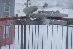 2024-02-09-1609_Fugl_Spurv-Gode_1