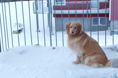 2024-02-10-1017_Gode_1-Hund_Emily