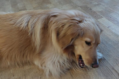 2024-02-17-0940_Gode_1-Hund_Emily