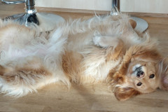 2024-02-17-1307_Gode_1-Hund_Emily