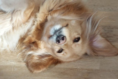2024-02-17-1308_Gode_1-Hund_Emily