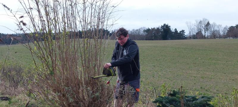 Sommerfuglebusken skulle skæres ned