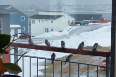 2024-03-01-1603_Fugl_Spurv-Gode_1