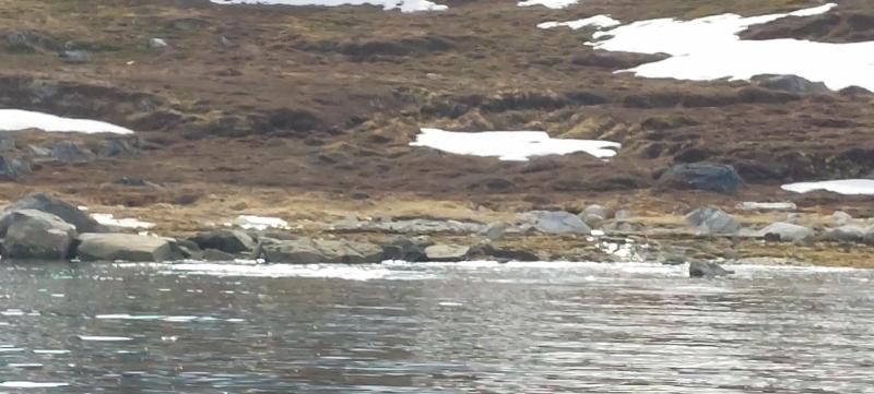 Sæler i vandoverfladen i Qarajat Iluat