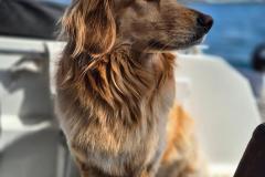 2024-05-25_15_39_266_Hund_Emily-Emily__17