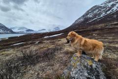 2024-06-01_14_13__Hund_Emily__34