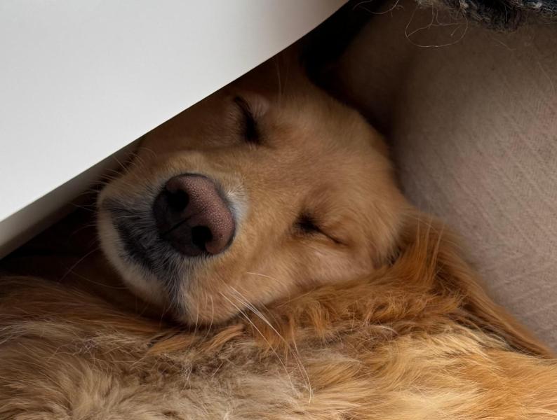 2024-07-12_19_12_314_Hund_Emily-Gode_1__3