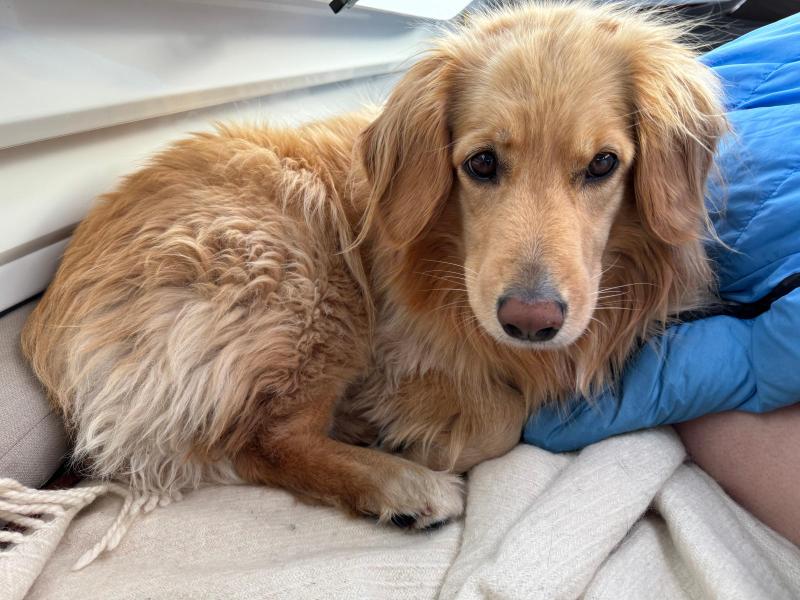 2024-07-13_07_40_314_Hund_Emily-Gode_1__13