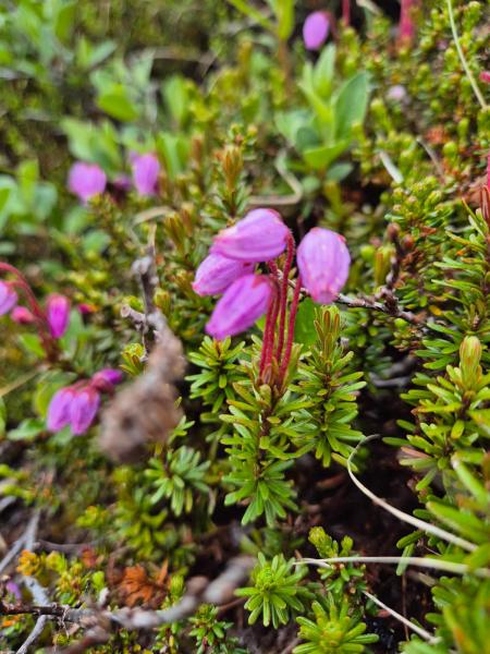 2024-07-13_12_49__Vegetation_Sortebaer__18