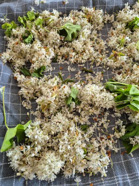 2024-07-14_11_32__Sted_Qajaasat__22