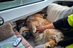 2024-06-28_23_23__Hund_Emily__3