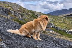 2024-06-29_15_05__Hund_Emily__11