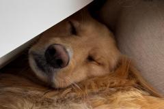 2024-07-12_19_12_314_Hund_Emily-Gode_1__3