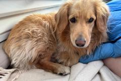 2024-07-13_07_40_314_Hund_Emily-Gode_1__13