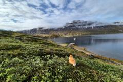 2024-07-13_09_11__Hund_Emily__14