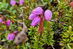2024-07-13_12_49__Vegetation_Sortebaer__18