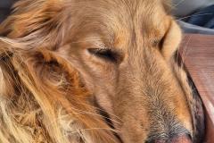 2024-07-13_18_42__Hund_Emily__21