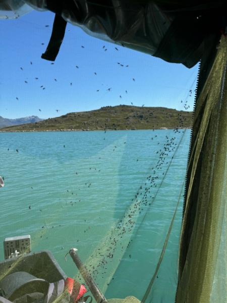 2024-07-20_12_19_306_Insekt_Myg-Gode_3__14