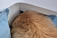2024-08-10_21_36__Hund_Emily__15
